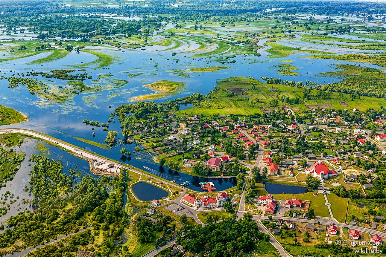 Разлив реки Припять. Белорусское полесье. Агрогородок Лясковичи   Картинка. Фото